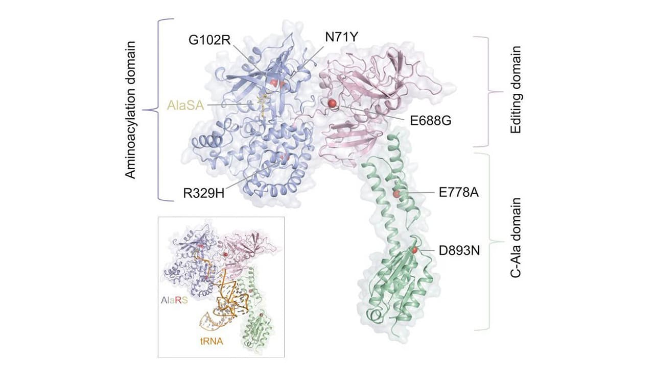 Photo credit: Proceedings of the National Academy of Sciences of the USA